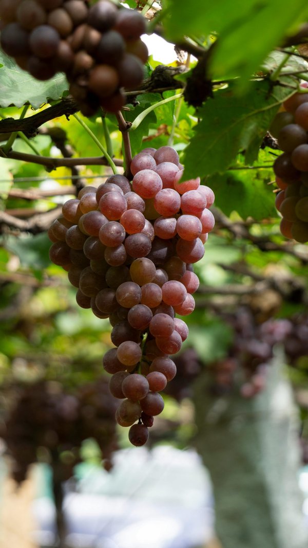 Producteur de vins de la vallée du Rhône : Domaine MARTIN